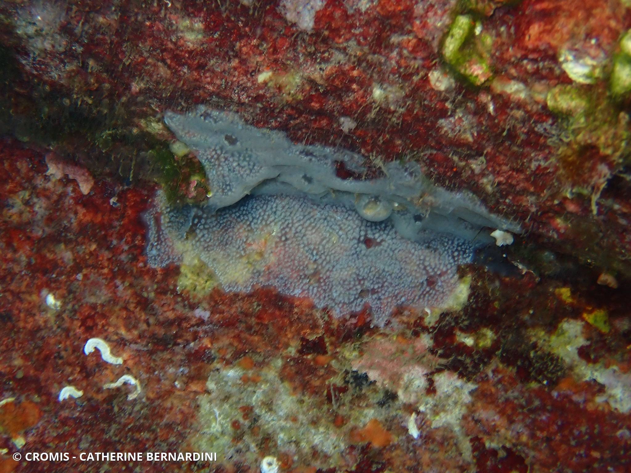 Eponge encroûtante bleuâtre