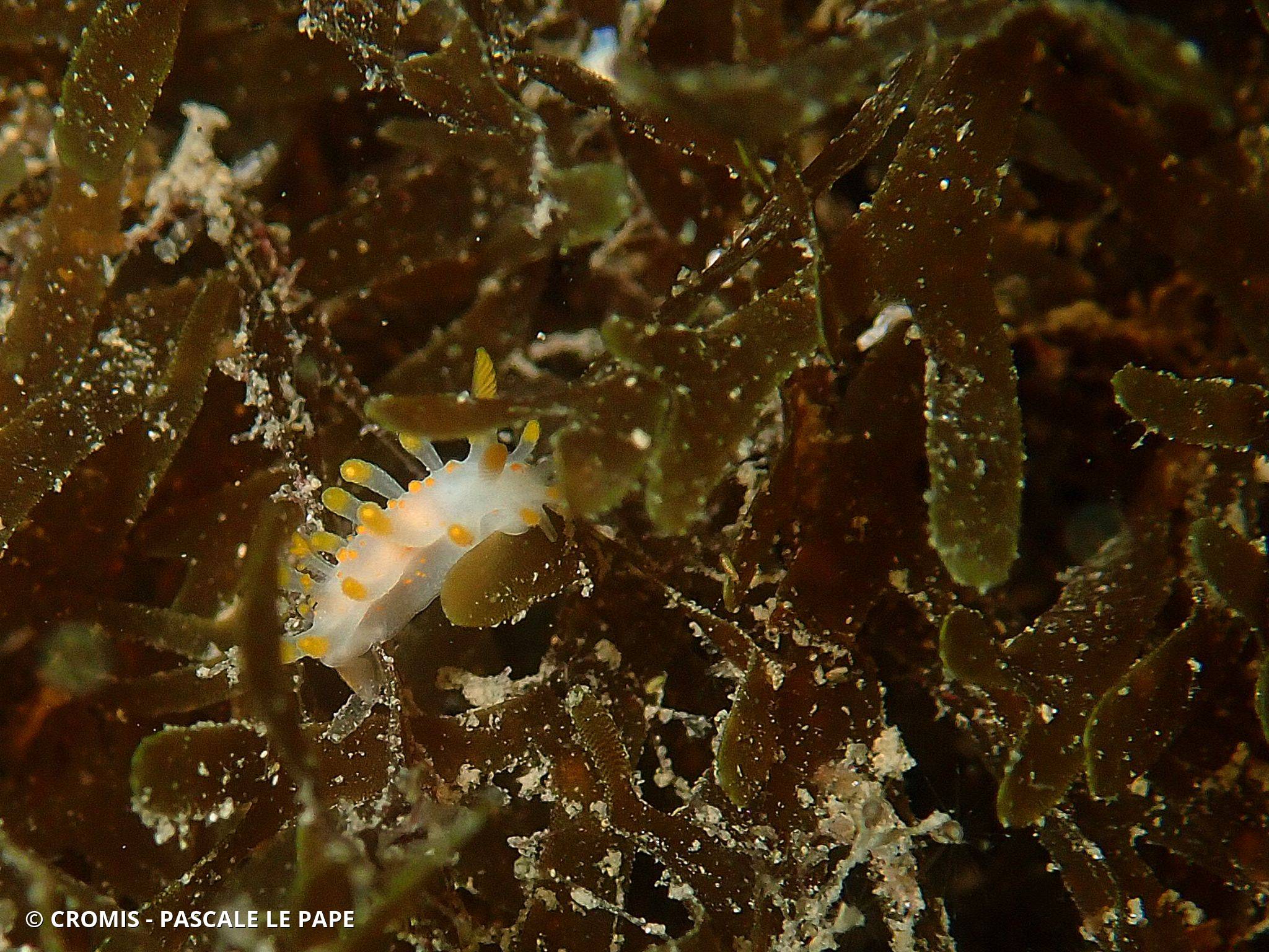 Limacia clavigère