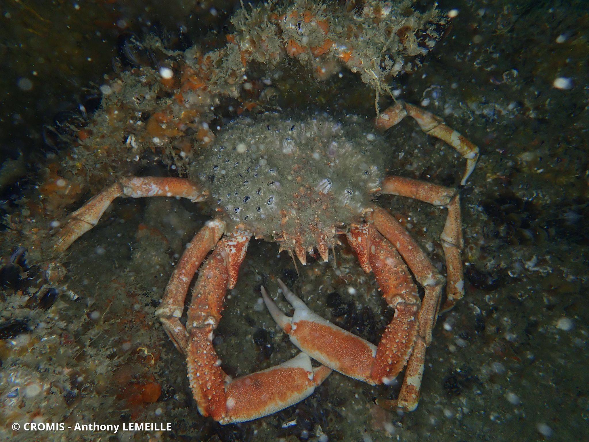 Araignée de mer Atlantique