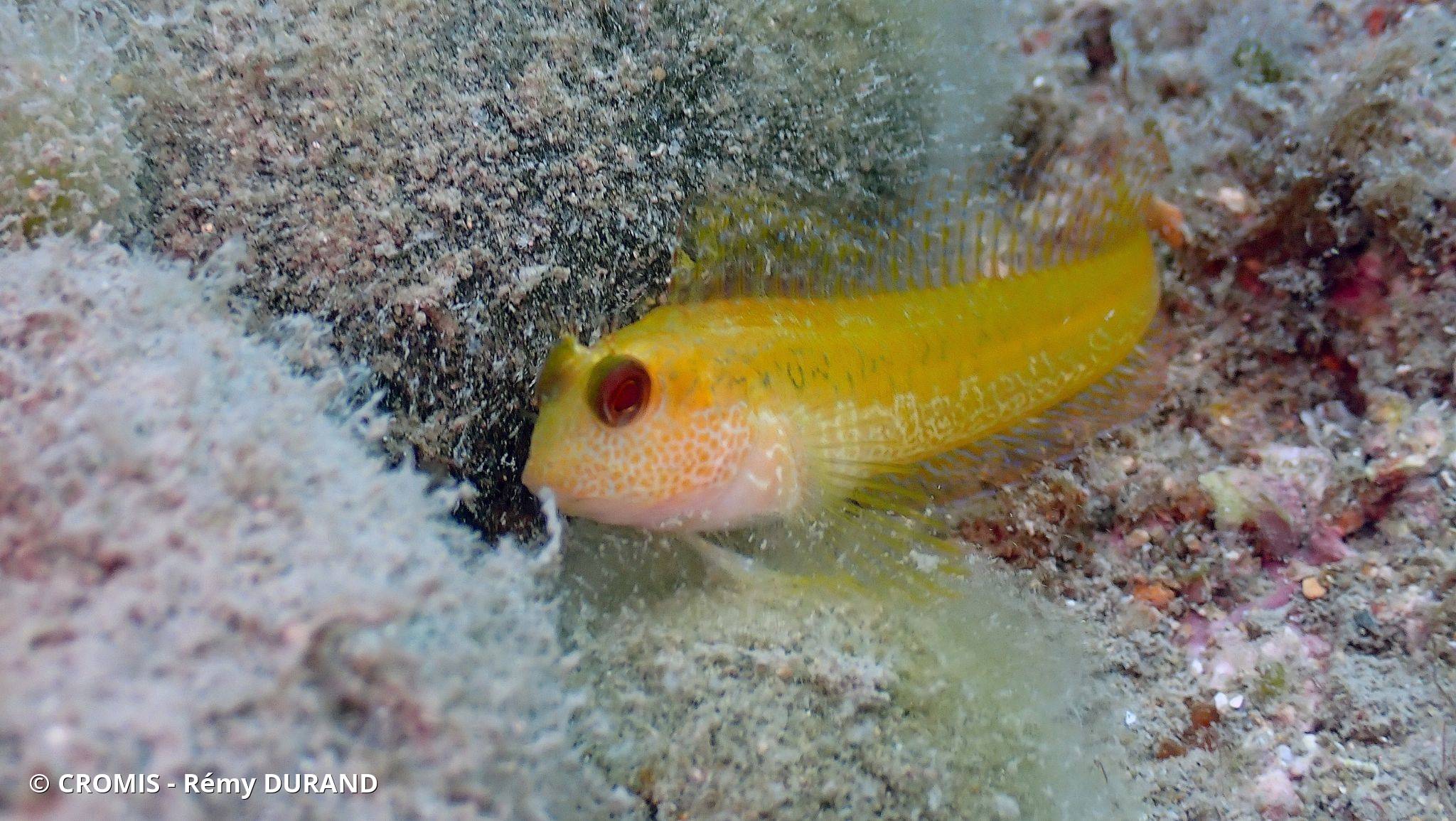 Blennie pilicorne