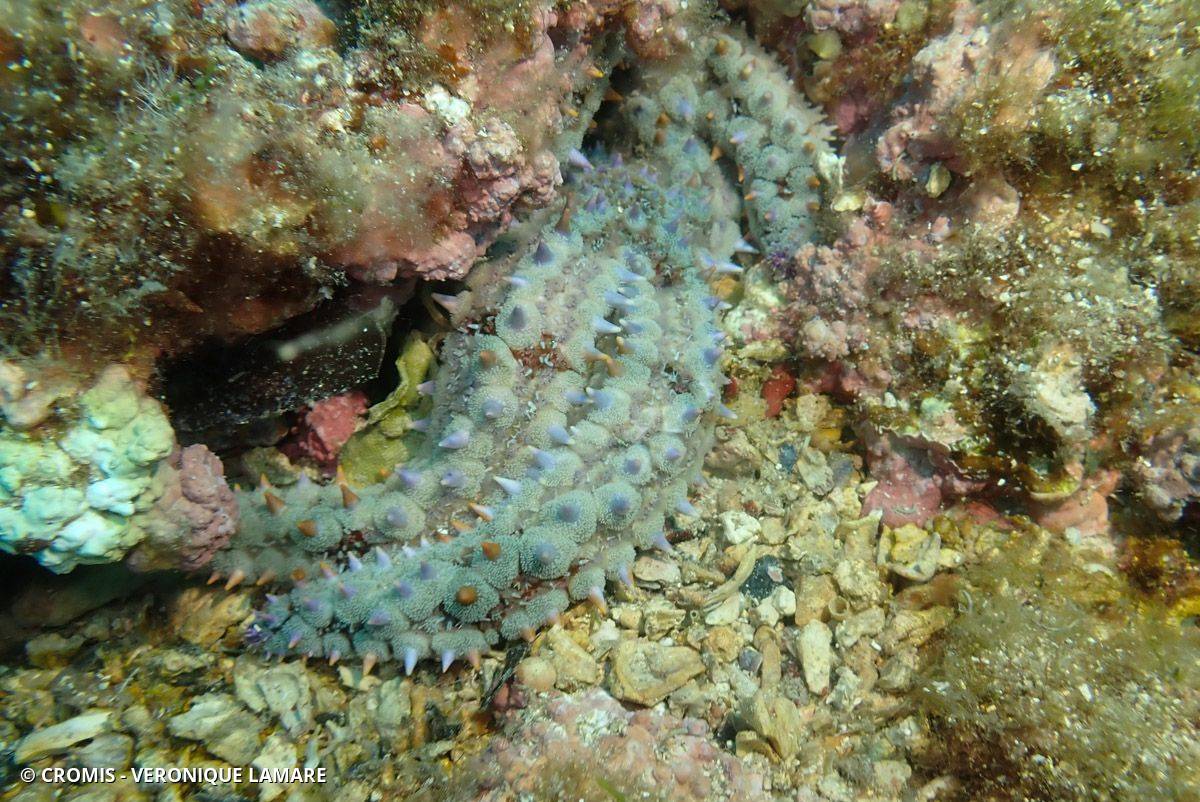 Etoile de mer glaciaire