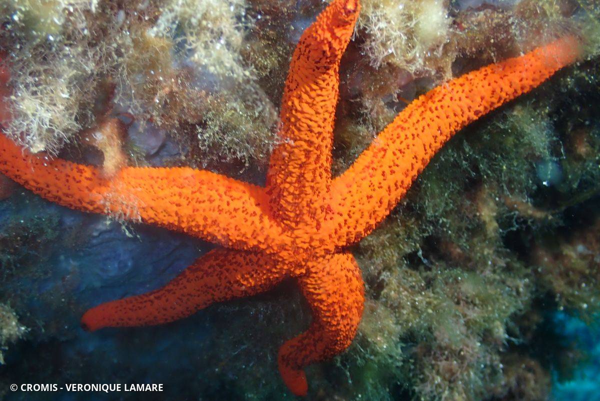 Etoile de mer rouge