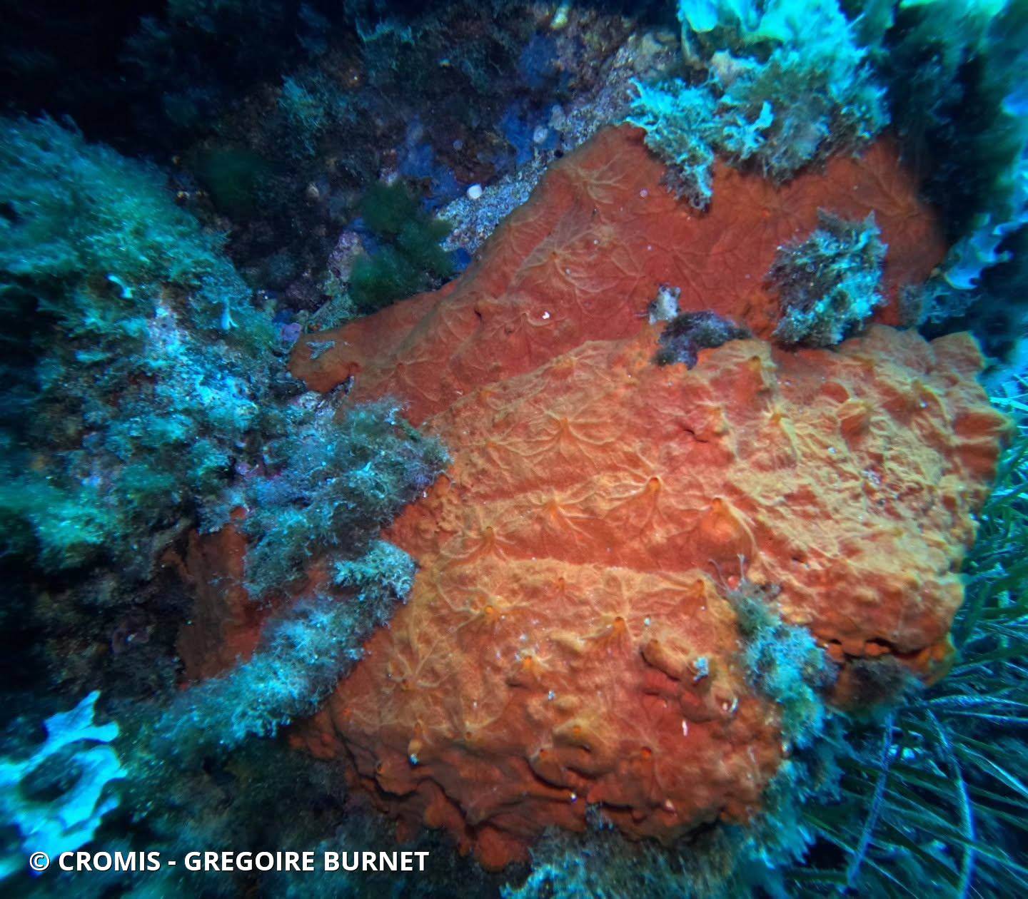 Eponge encroûtante orange-rouge