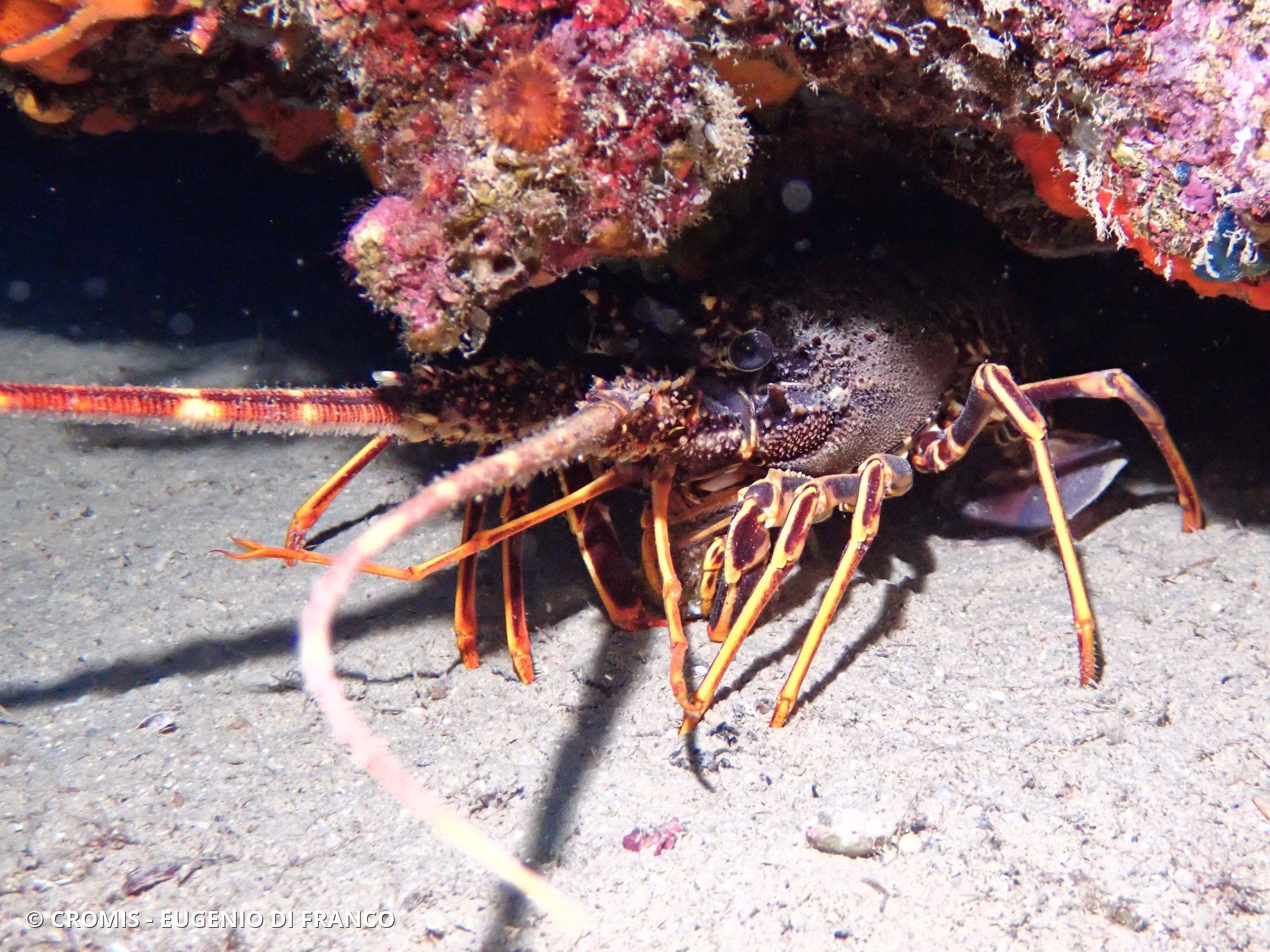 Langouste rouge