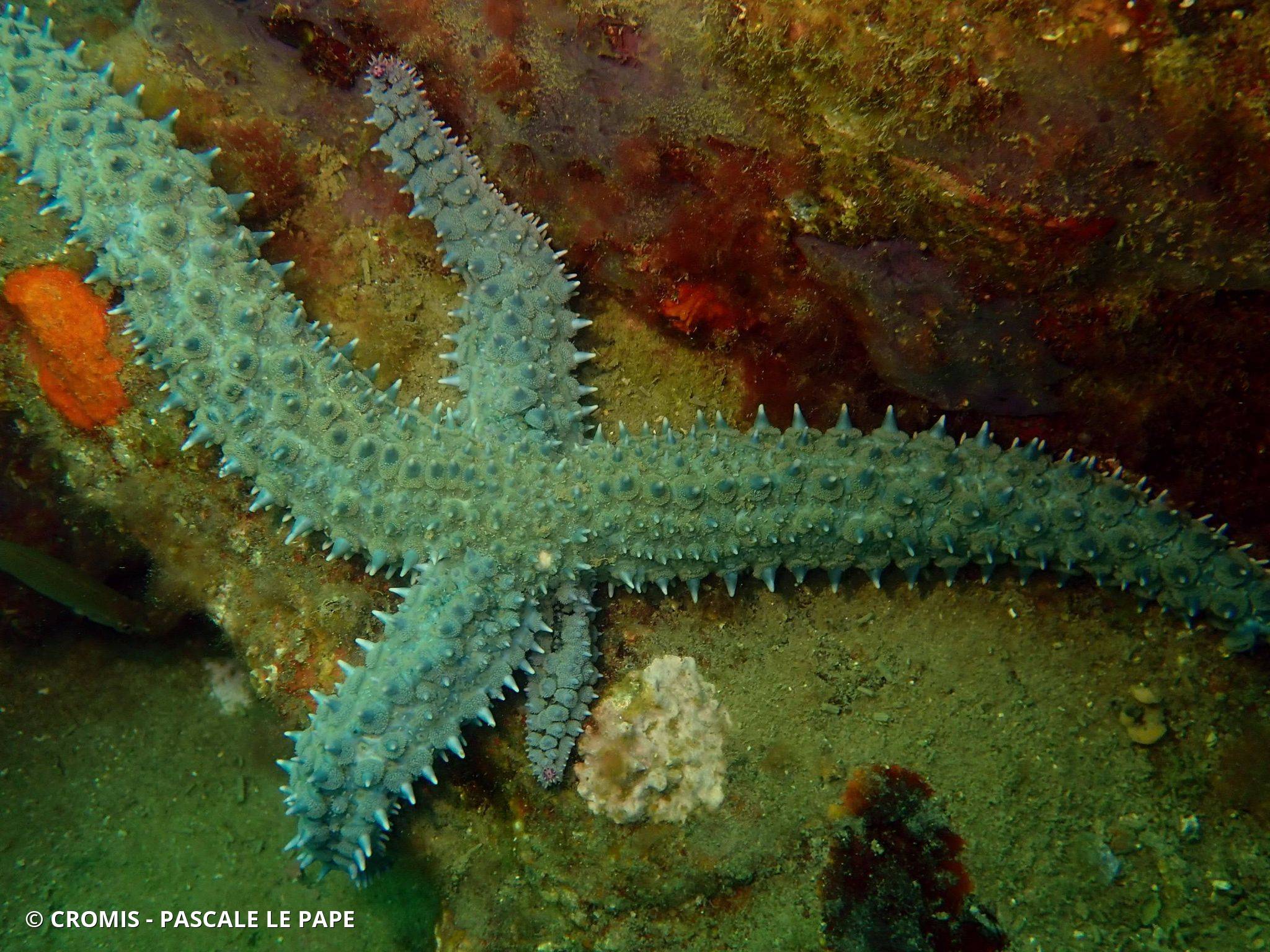 Etoile de mer glaciaire
