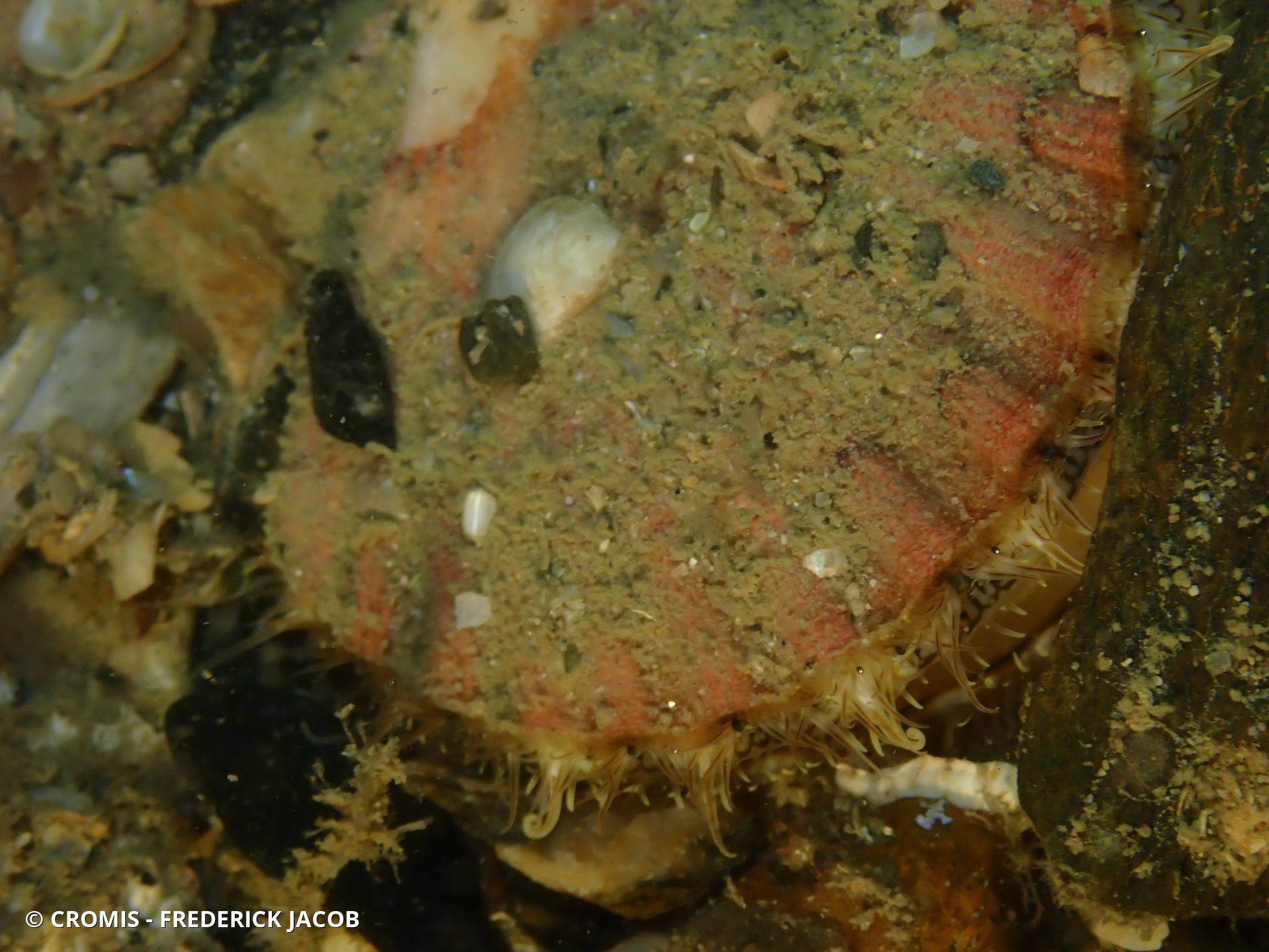 Coquille Saint-Jacques de l'Atlantique