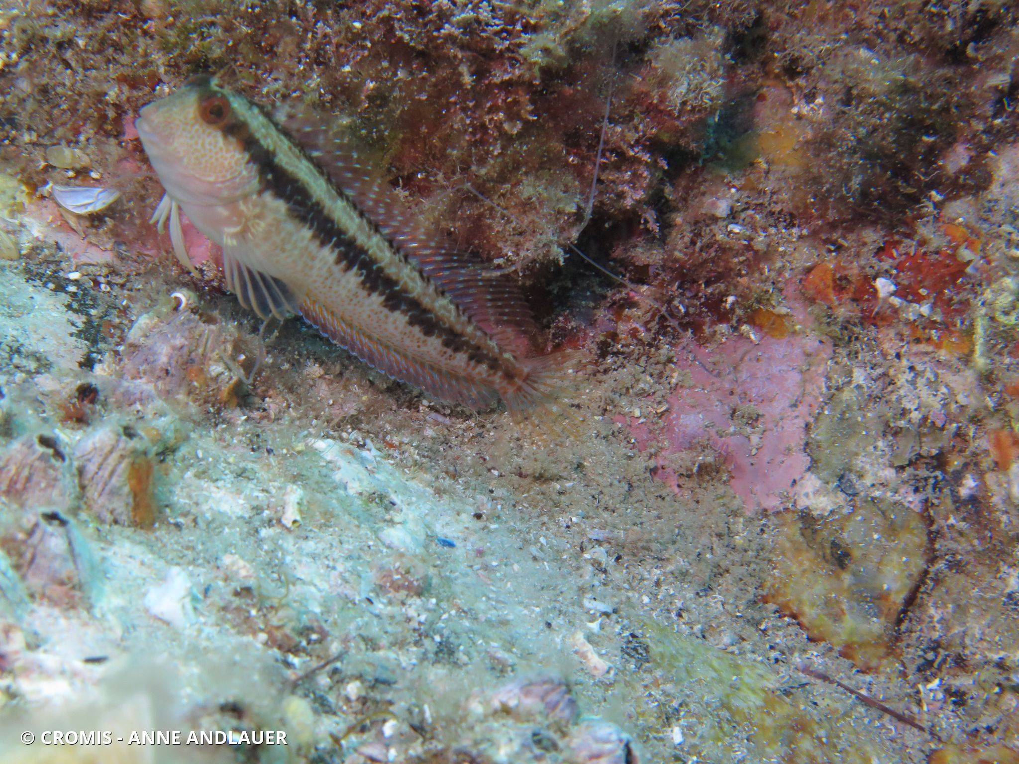Blennie pilicorne