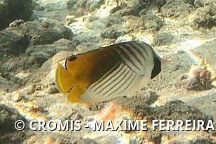 Poisson-papillon cocher