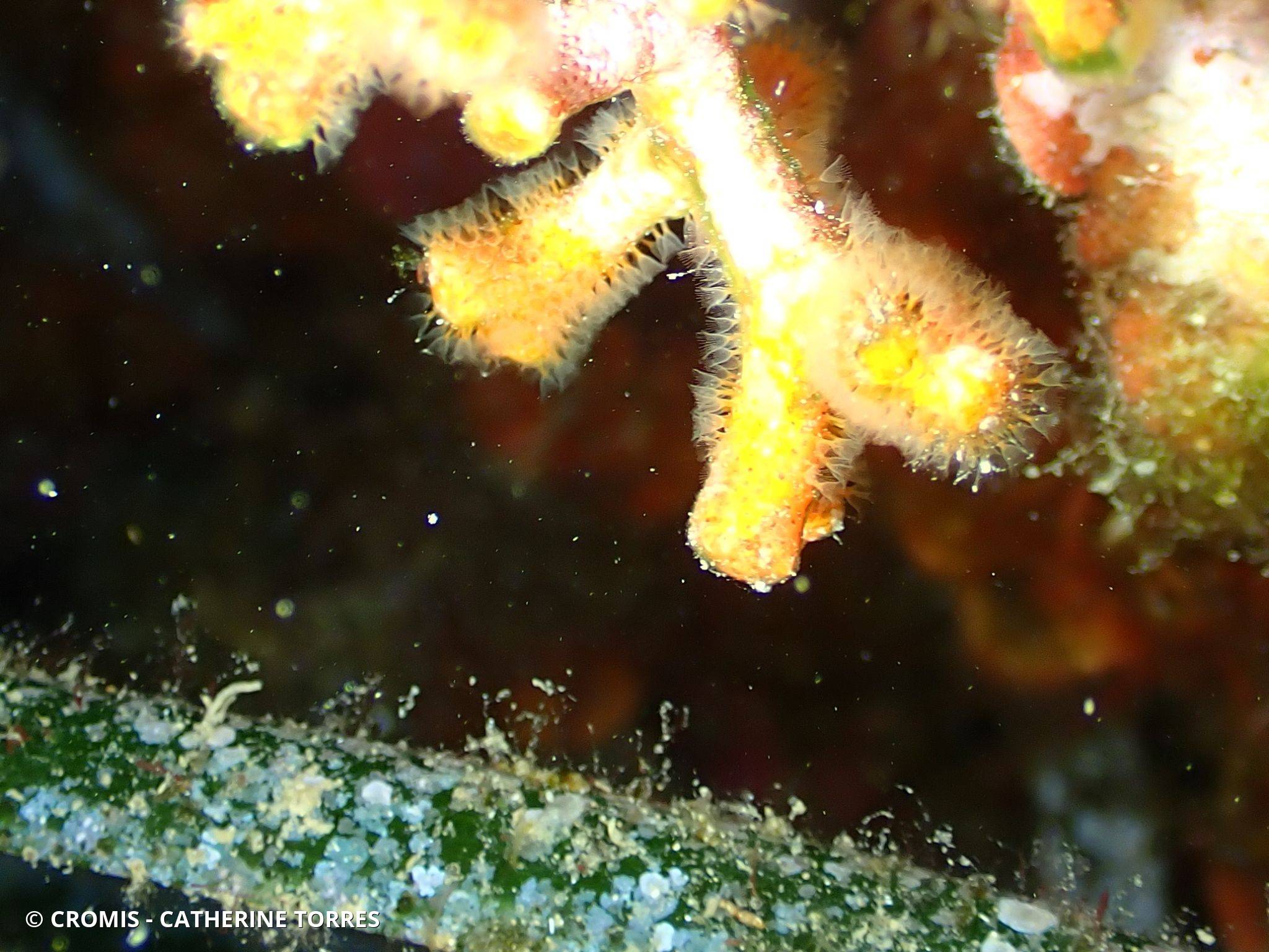 Faux corail