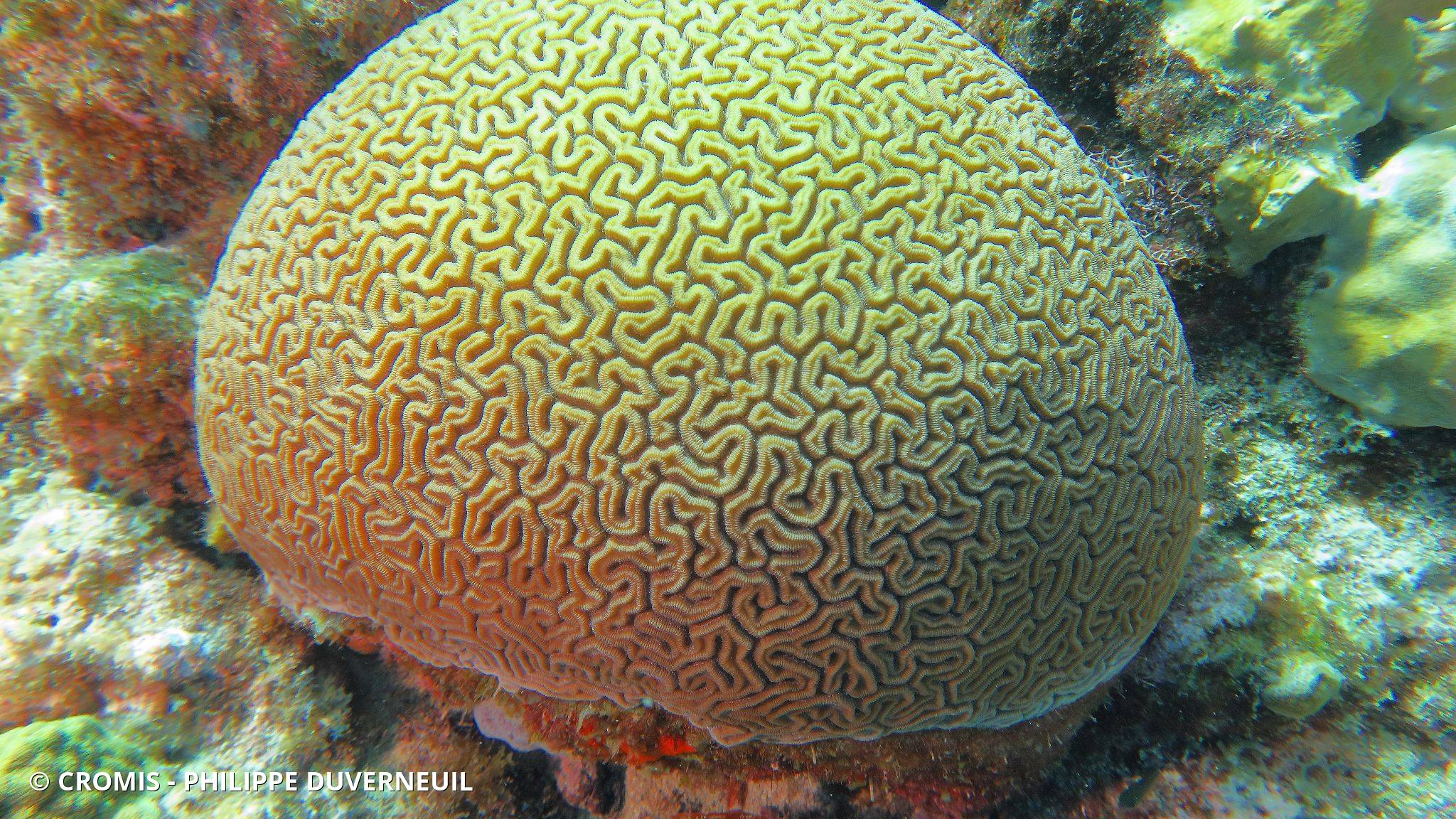 Corail cerveau de Neptune