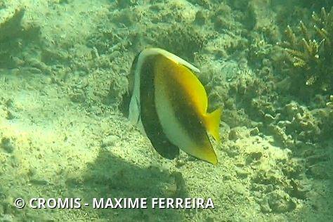 Poisson-cocher masqué