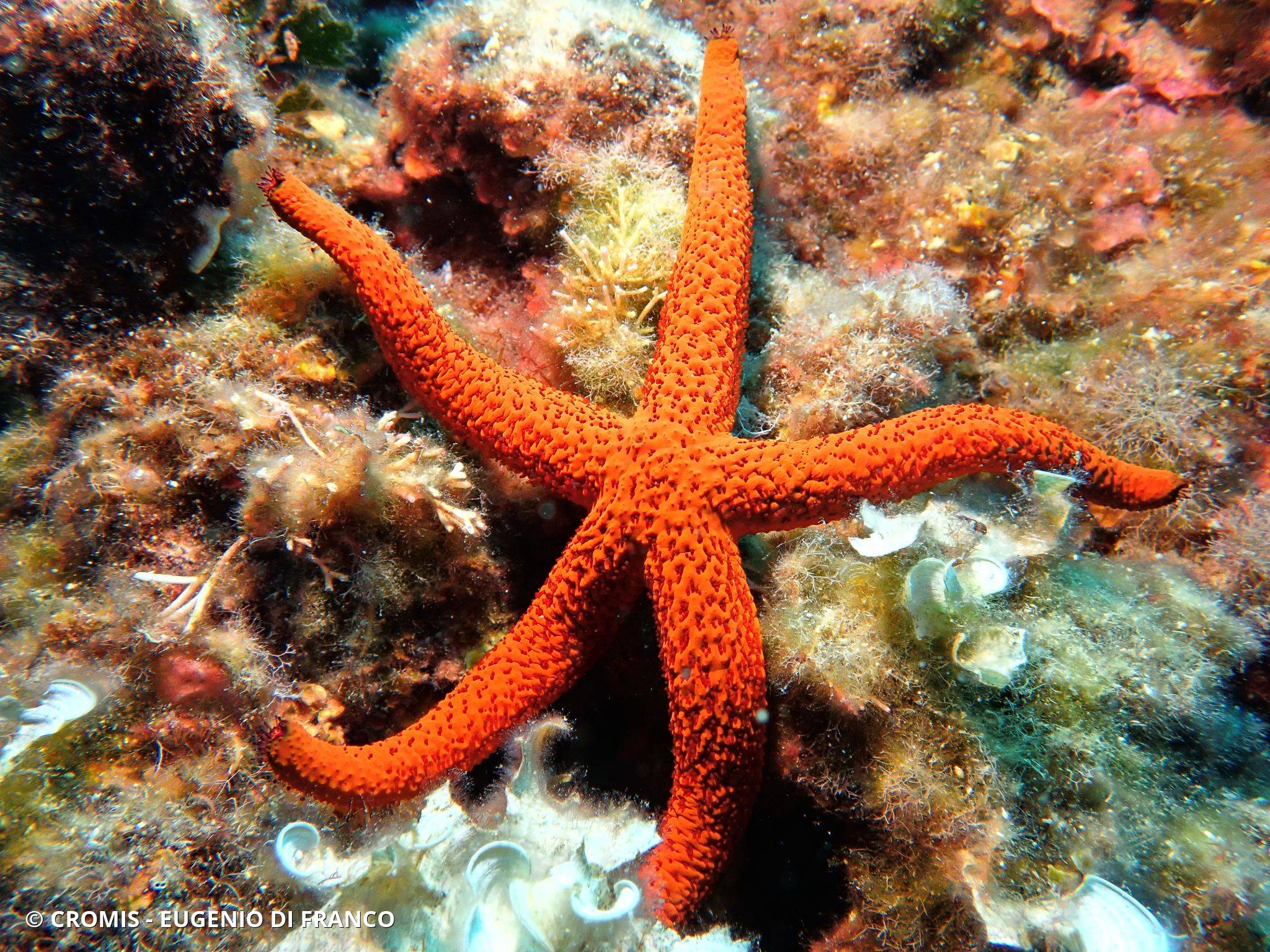 Etoile de mer rouge