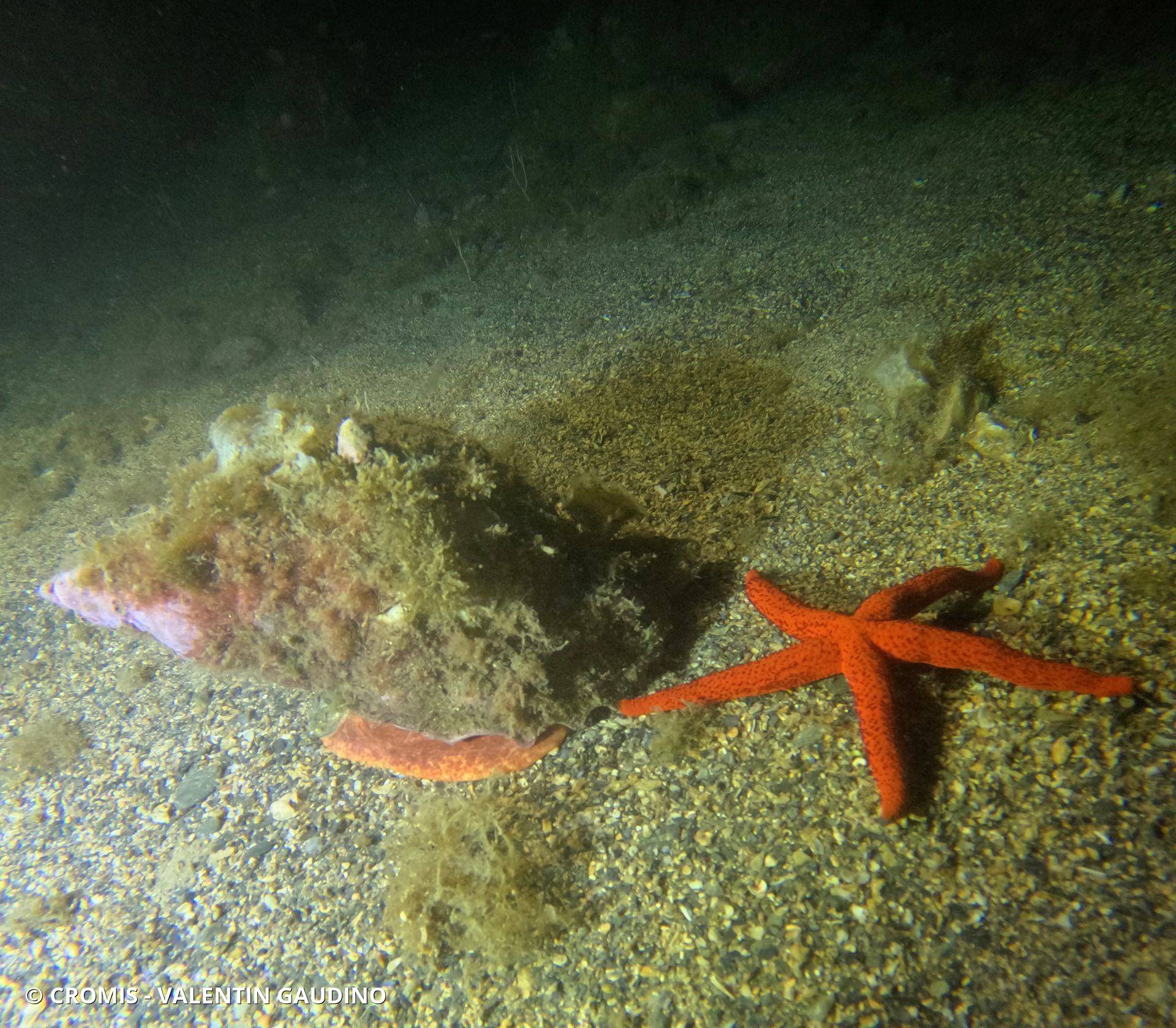 Triton