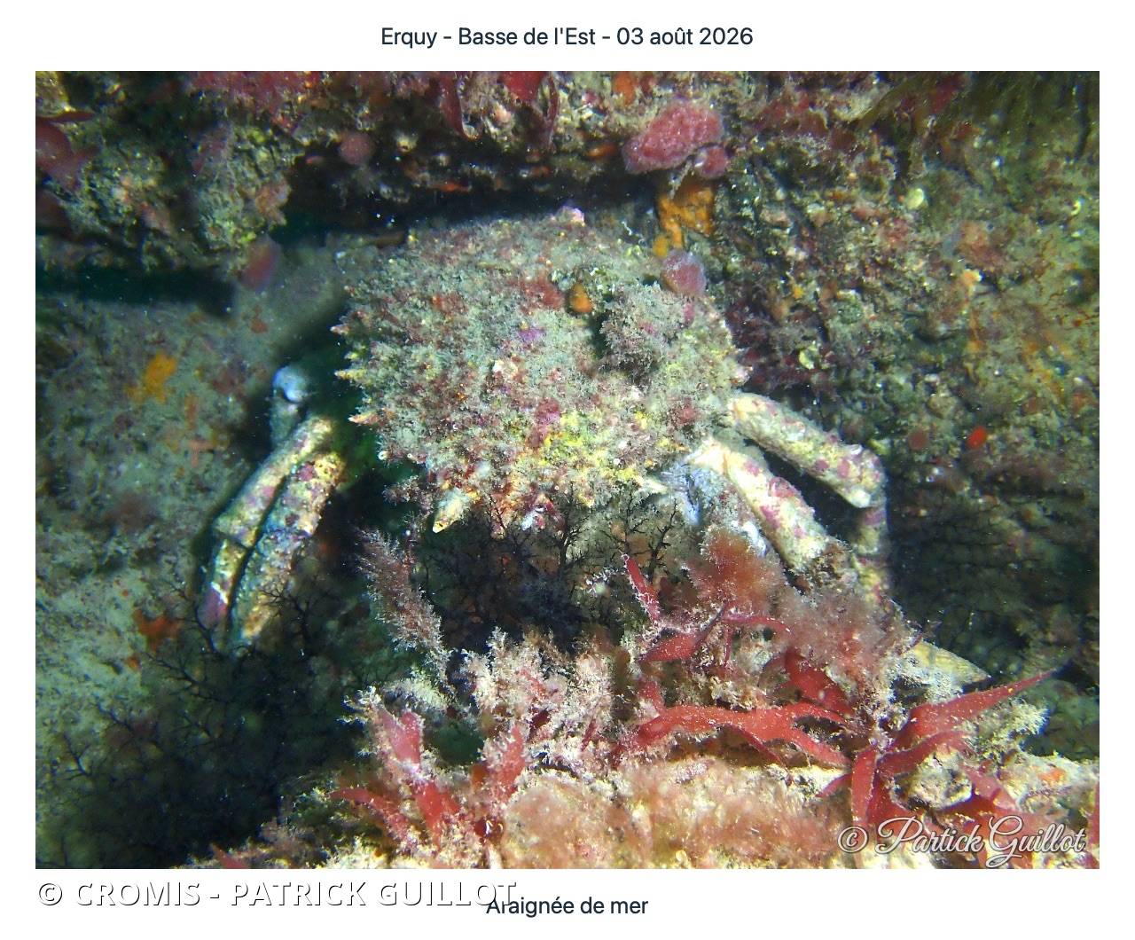 Araignée de mer Atlantique