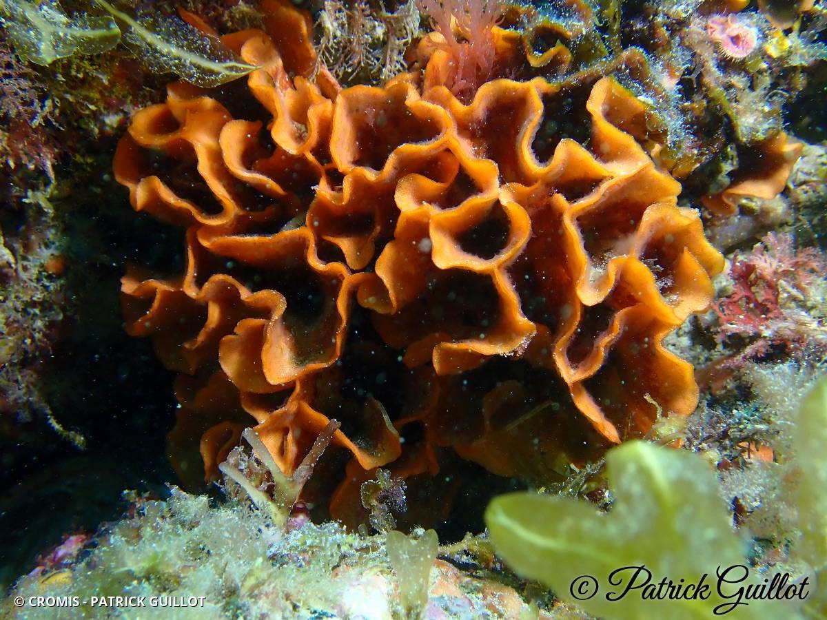 Rose de mer atlantique