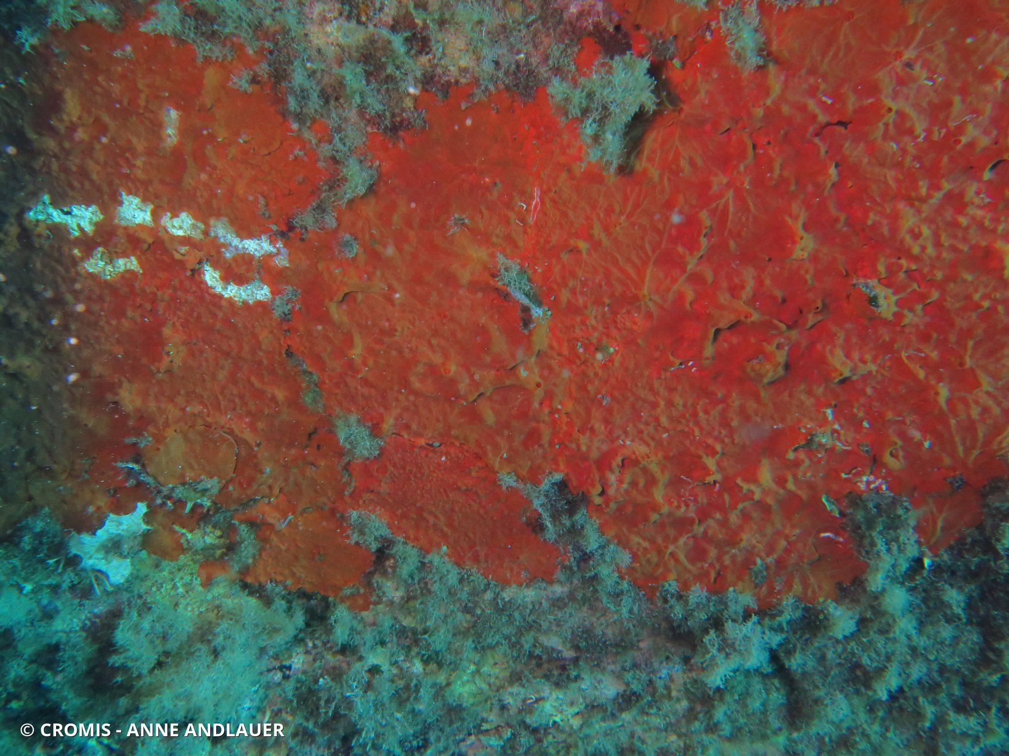 Photo 1 sur 76 : Eponge encroûtante orange-rouge