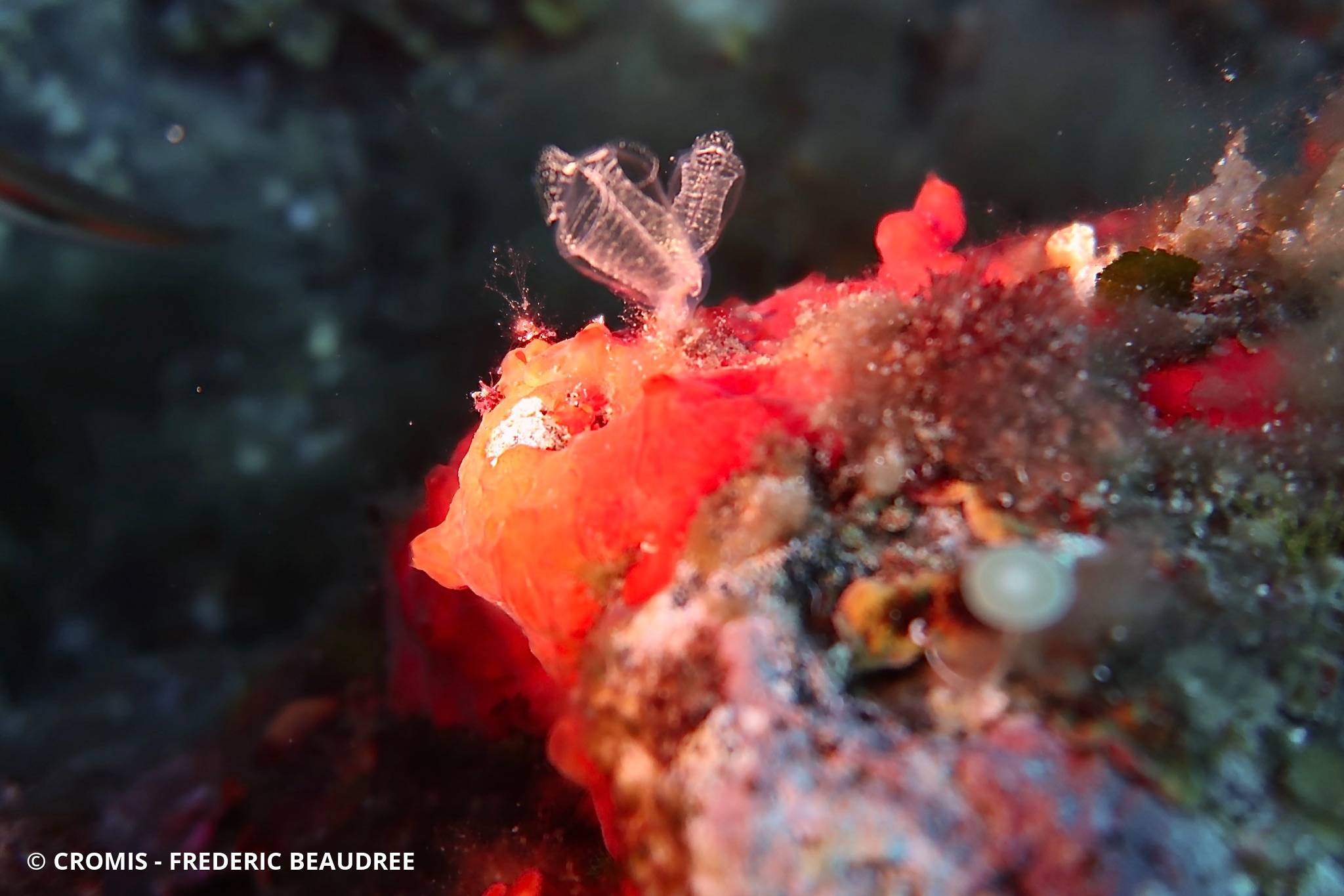 Claveline bleutée de Méditerranée