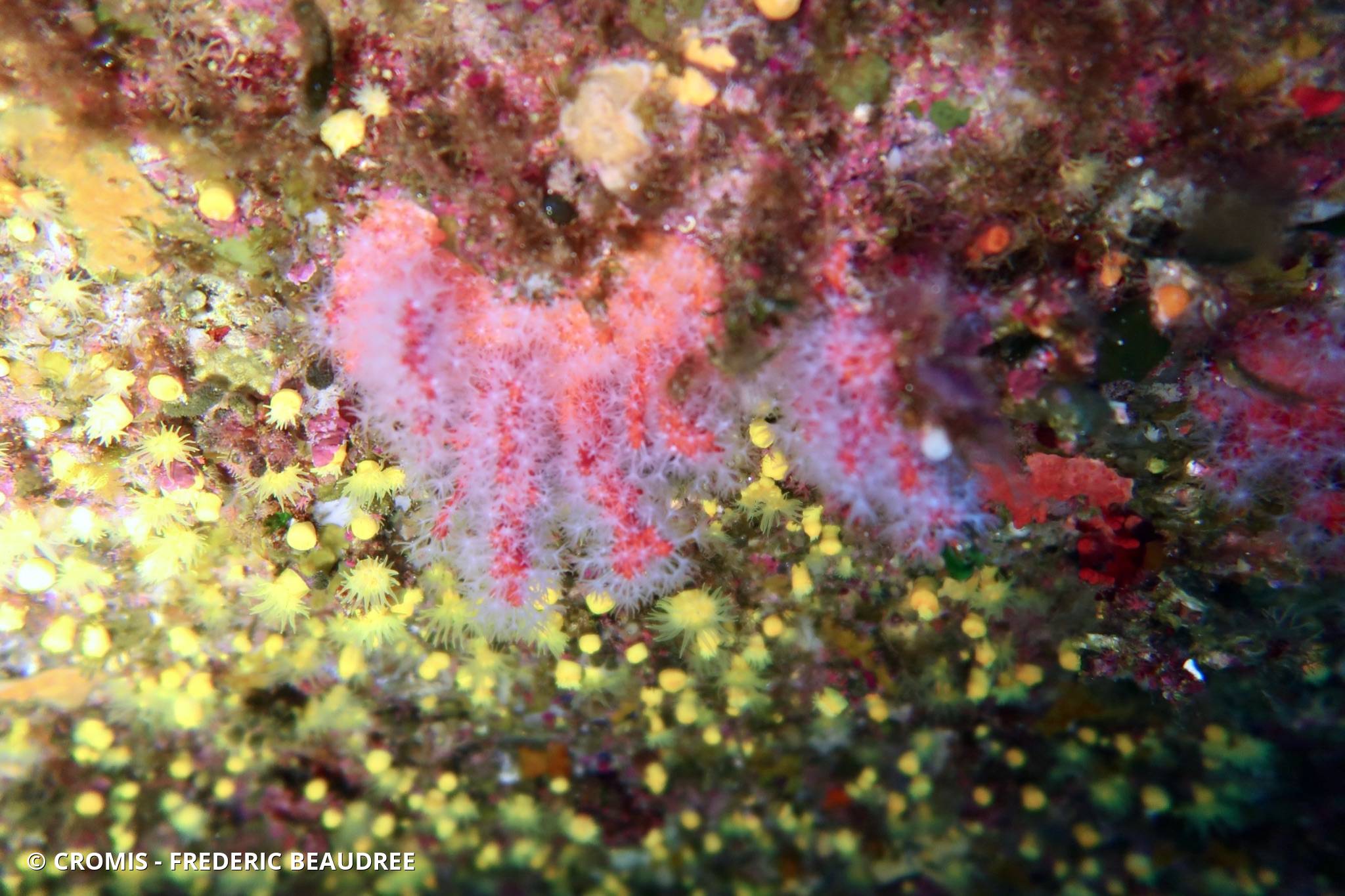 Corail rouge de Méditerranée