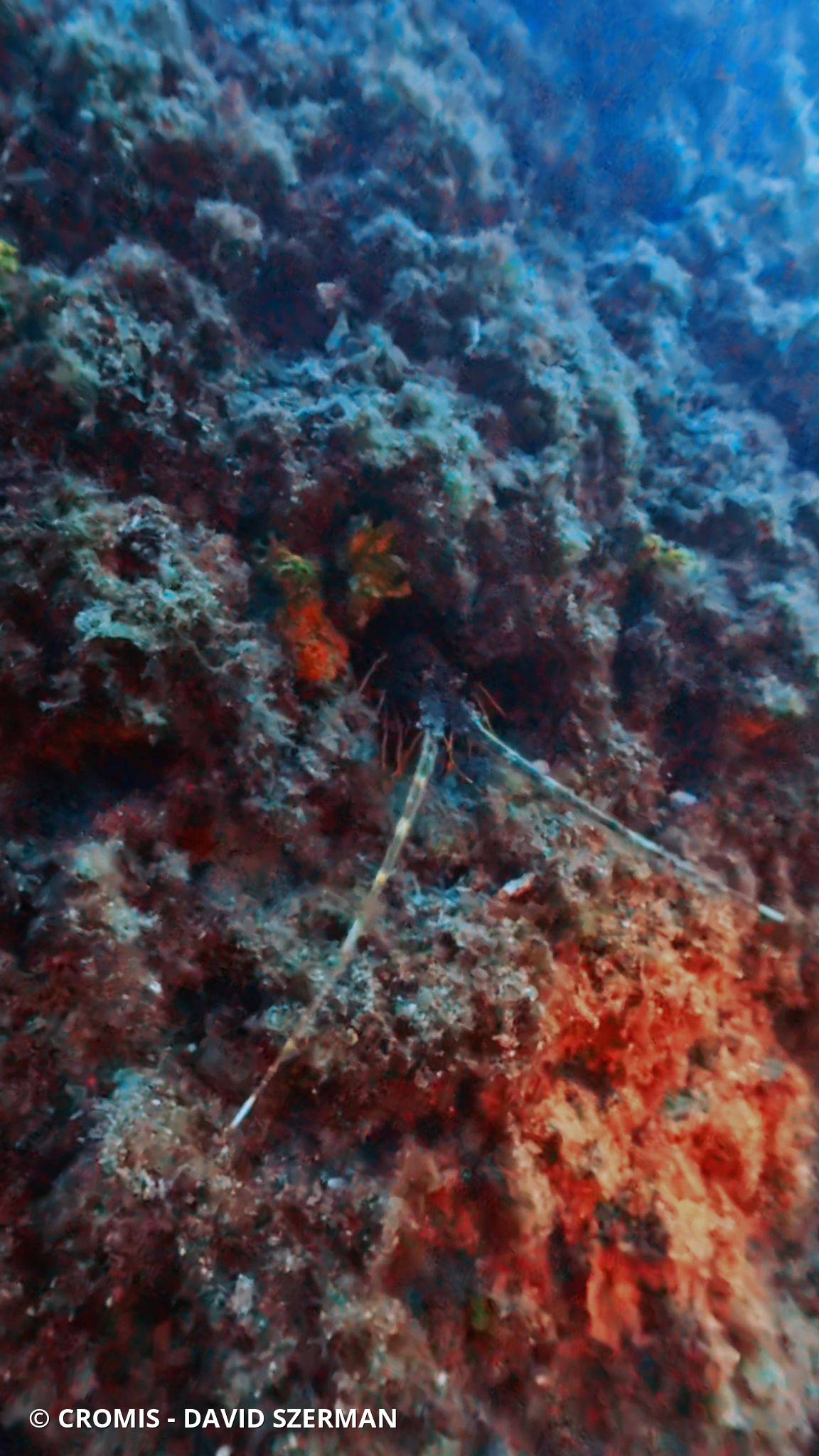 Langouste rouge