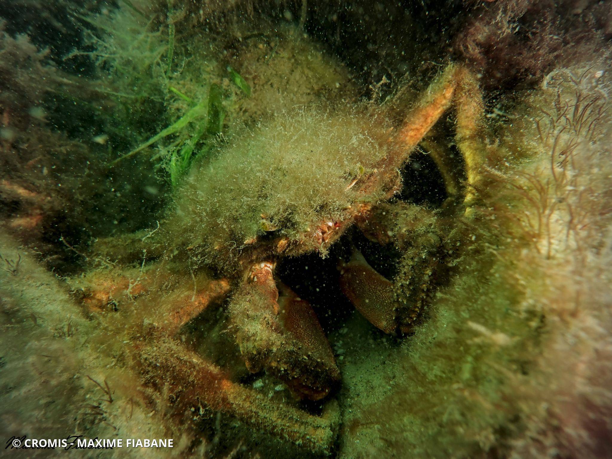 Photo 2 sur 101 : Araignée de mer Atlantique