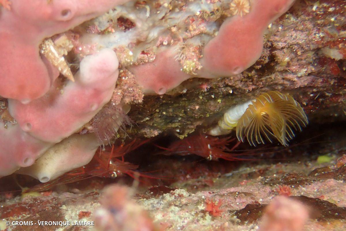 Crevette nettoyeuse rouge