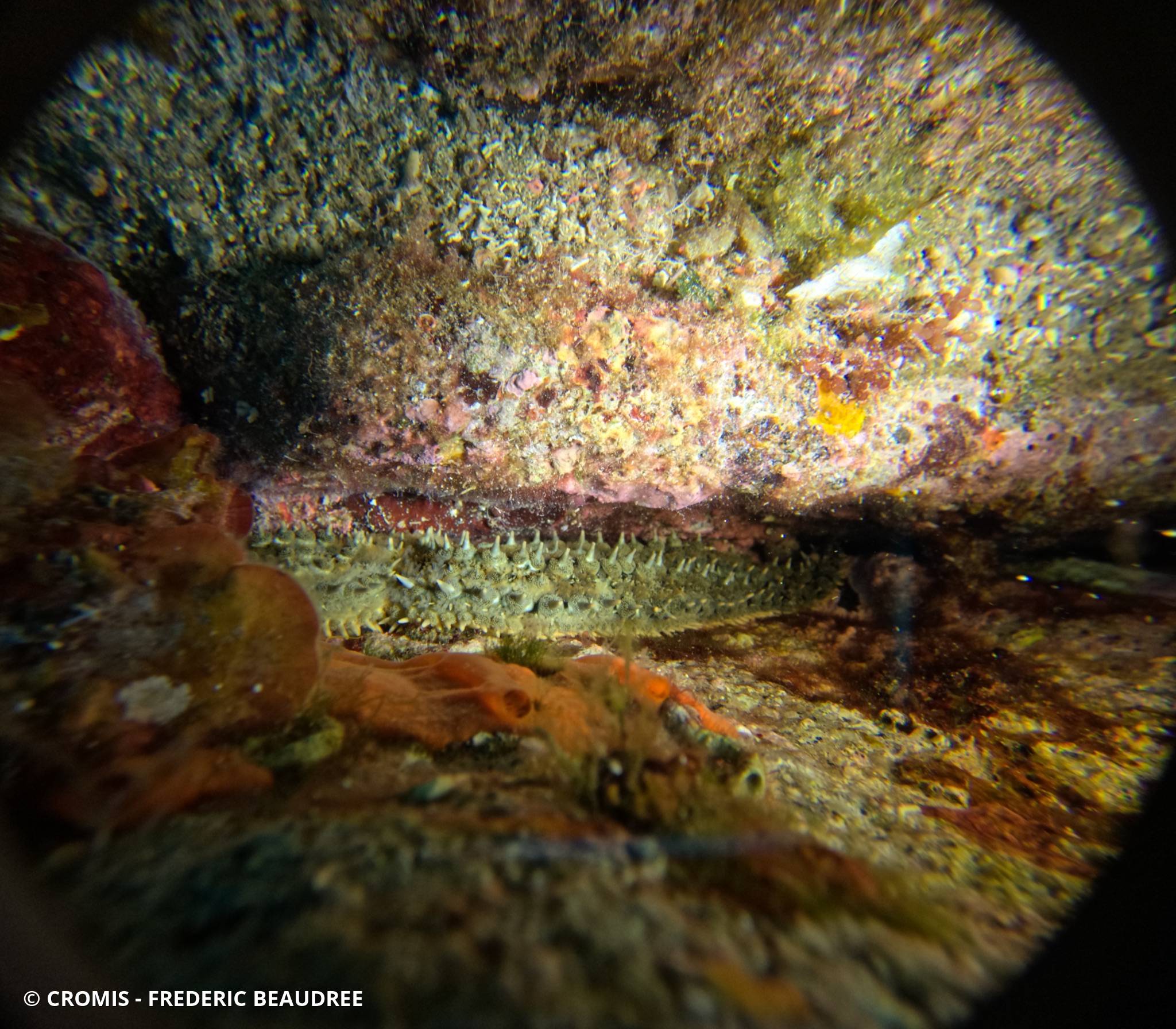 Etoile de mer glaciaire