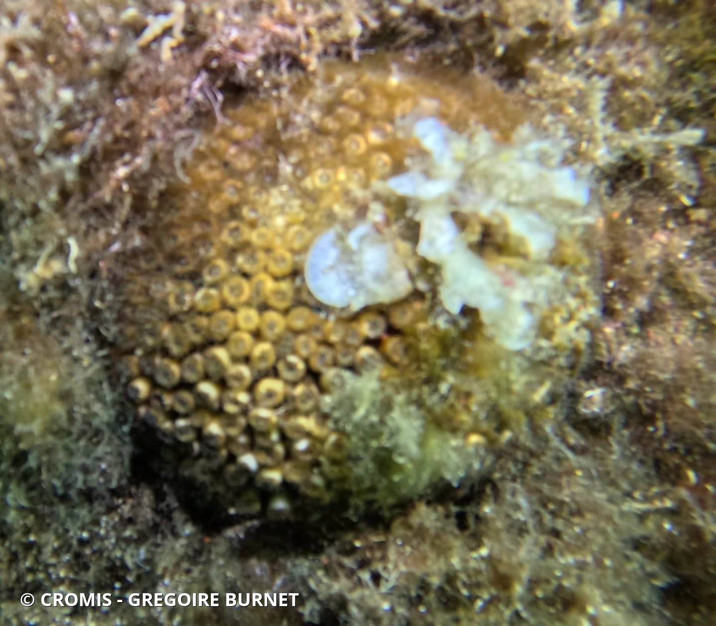 Cladocore en touffe