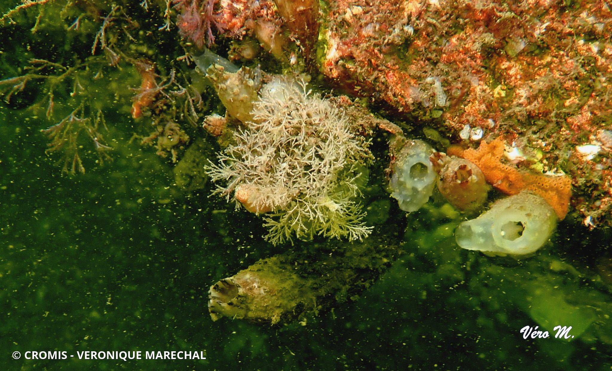 Bryozoaire inopiné