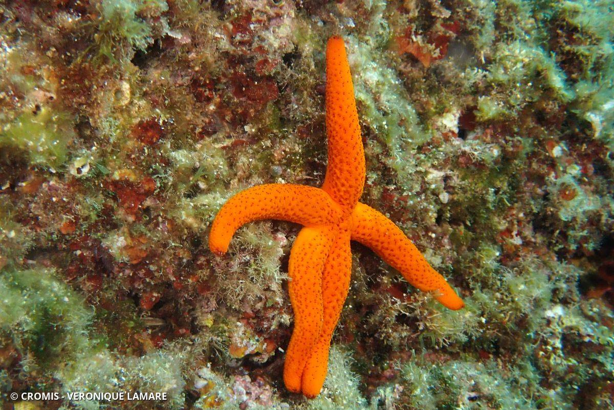 Etoile de mer rouge