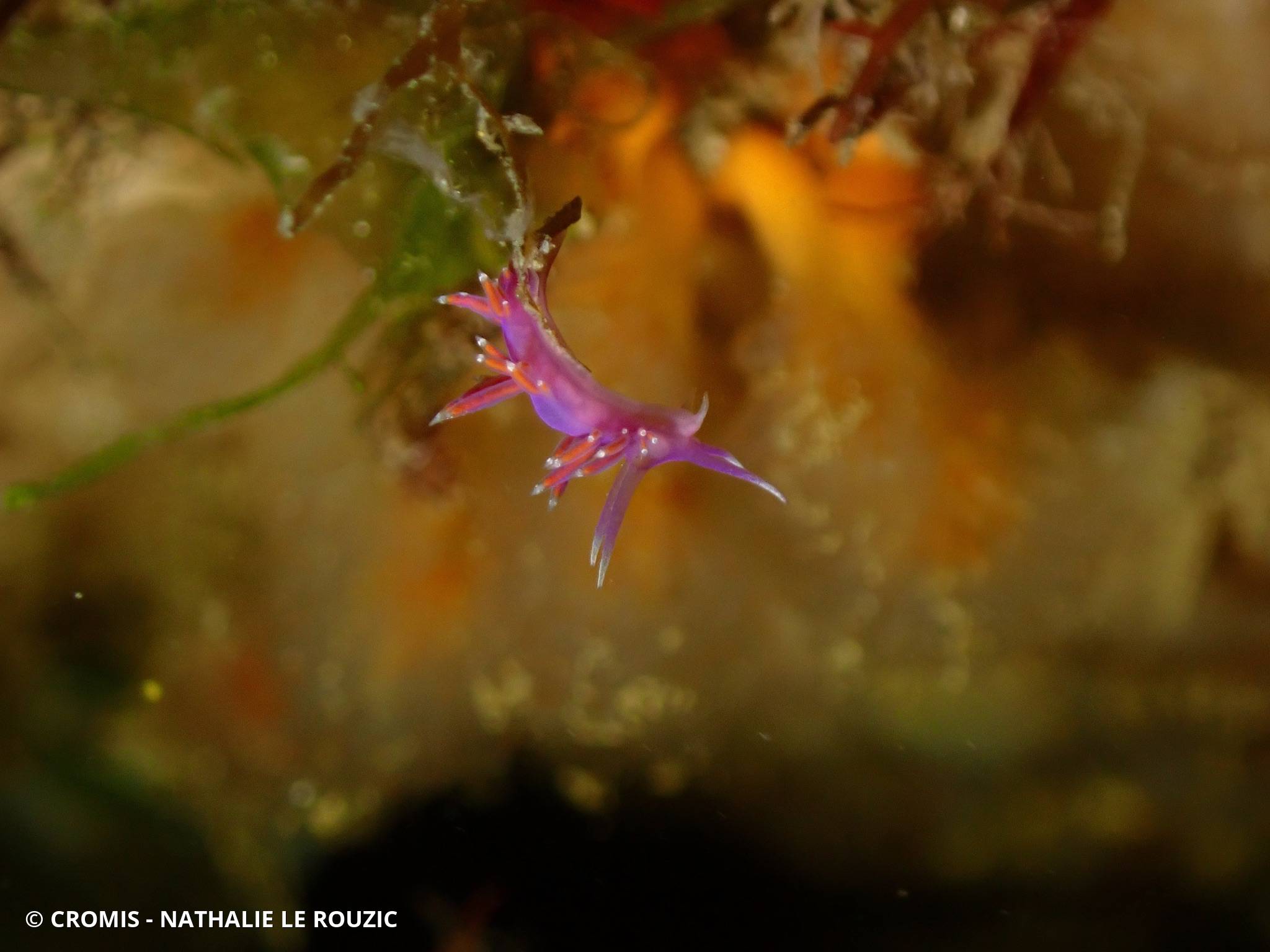 Coryphelle mauve