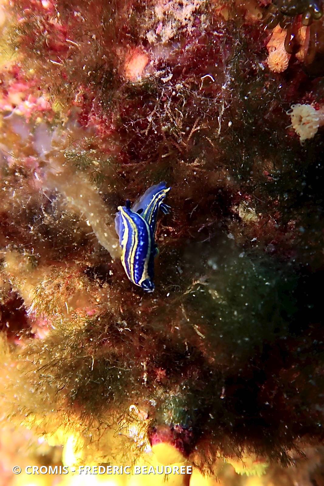 Doris tricolore