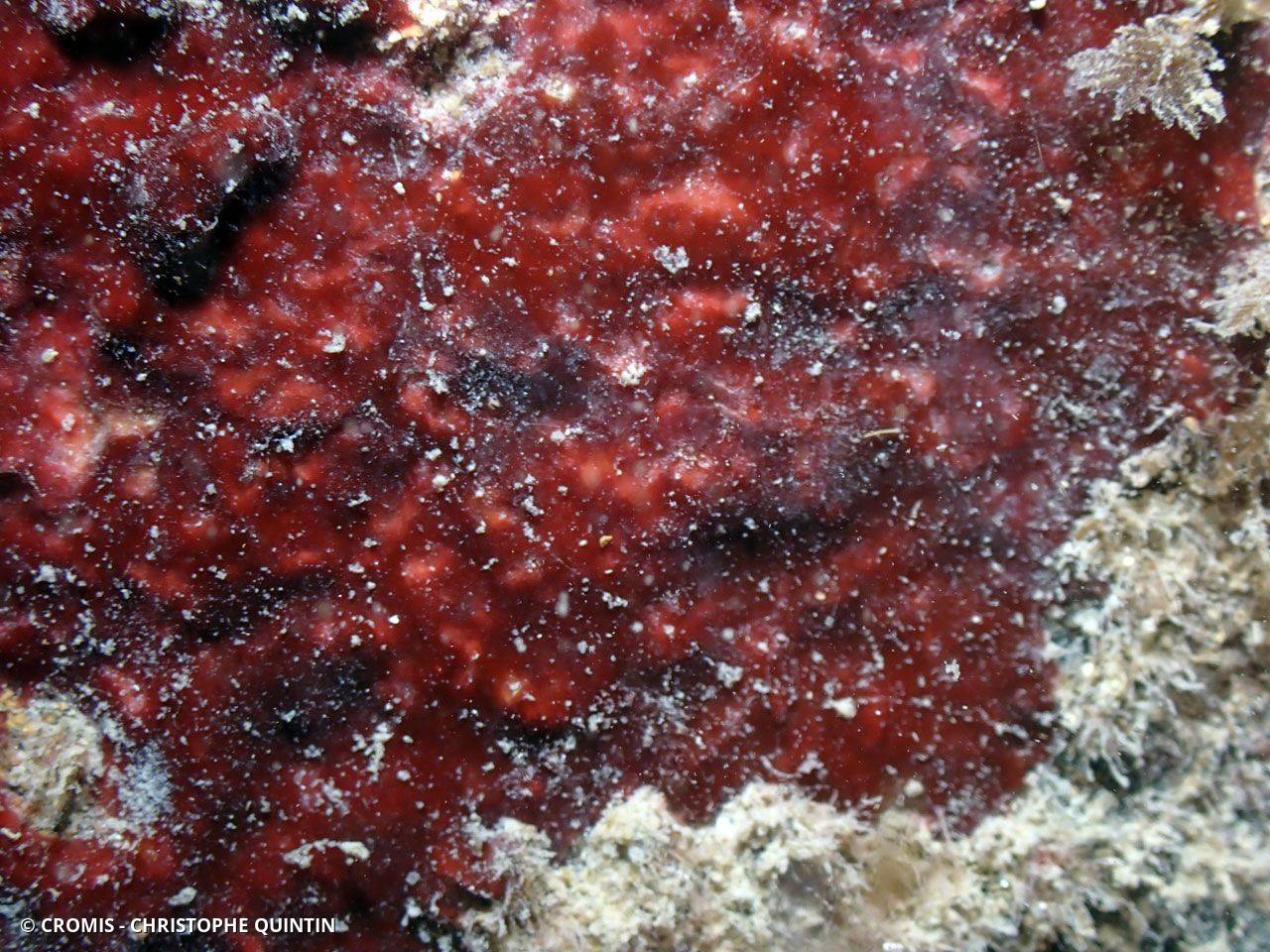 Algue velours rouge