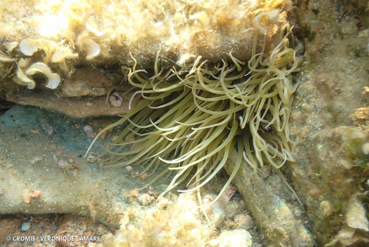 Anémone de mer verte