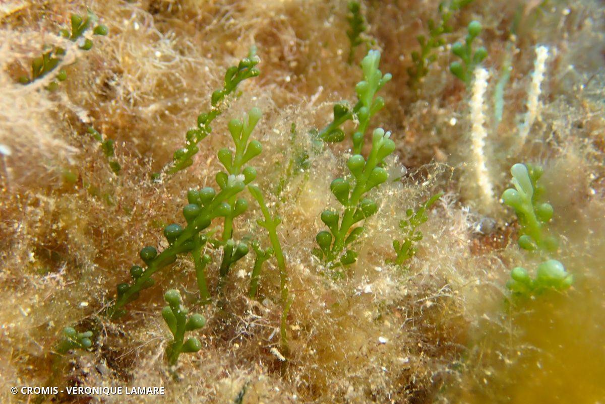 Photo 3 sur 78 : Caulerpe cylindracée