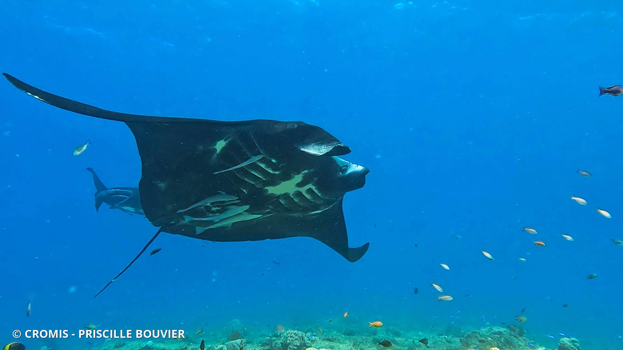 Manta des récifs