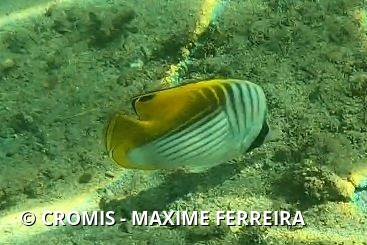 Poisson-papillon cocher