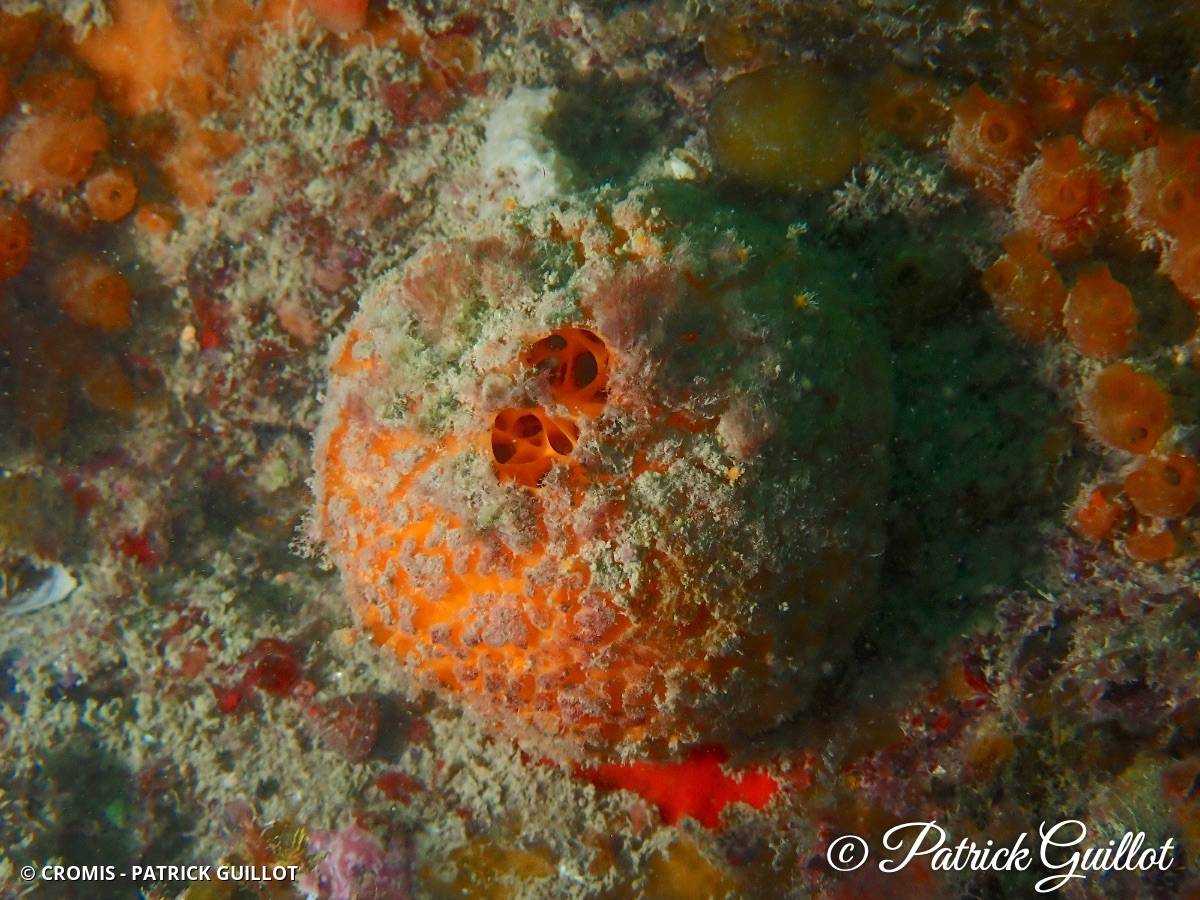 Orange de mer de Manche Atlantique