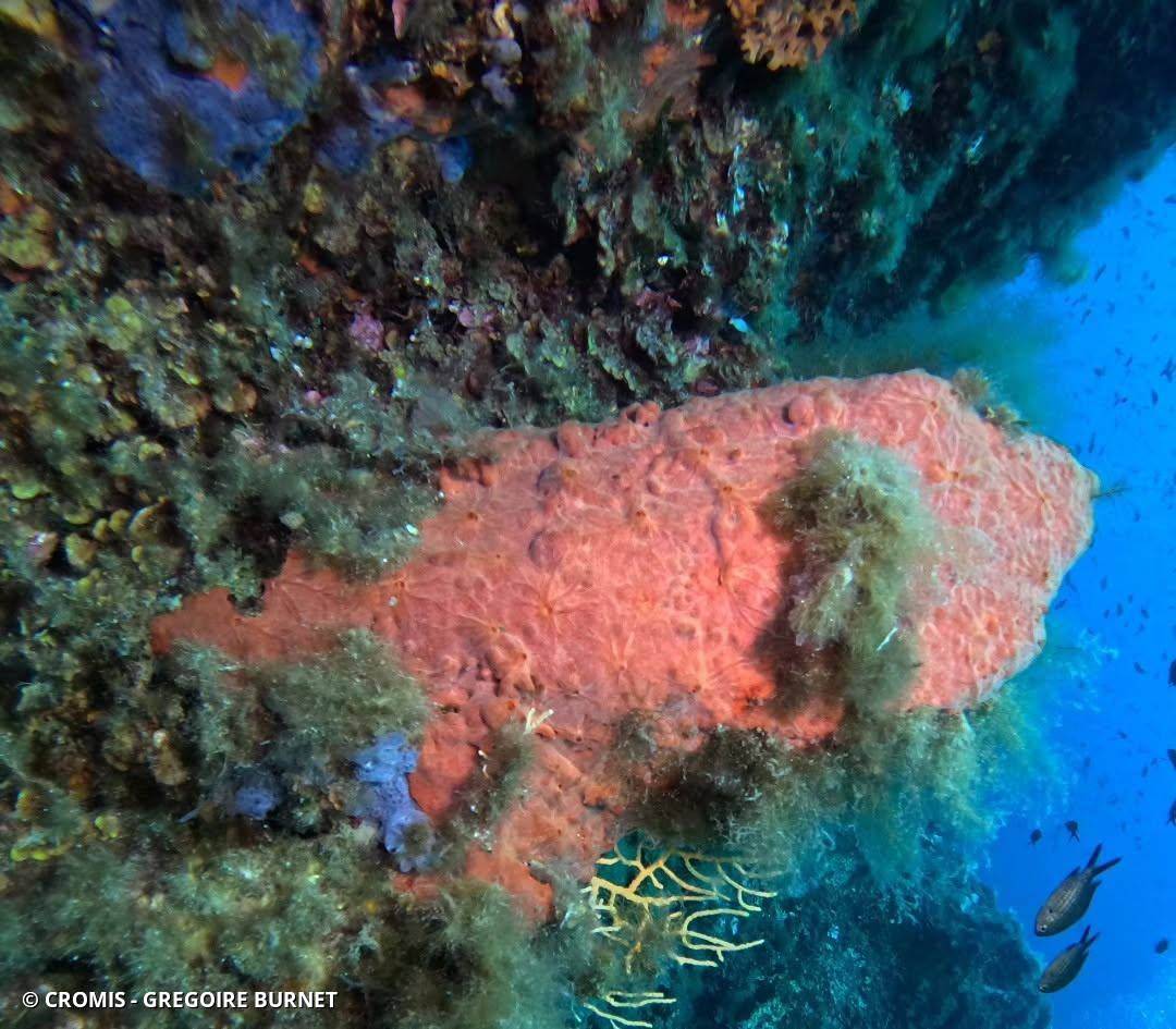 Eponge encroûtante orange-rouge