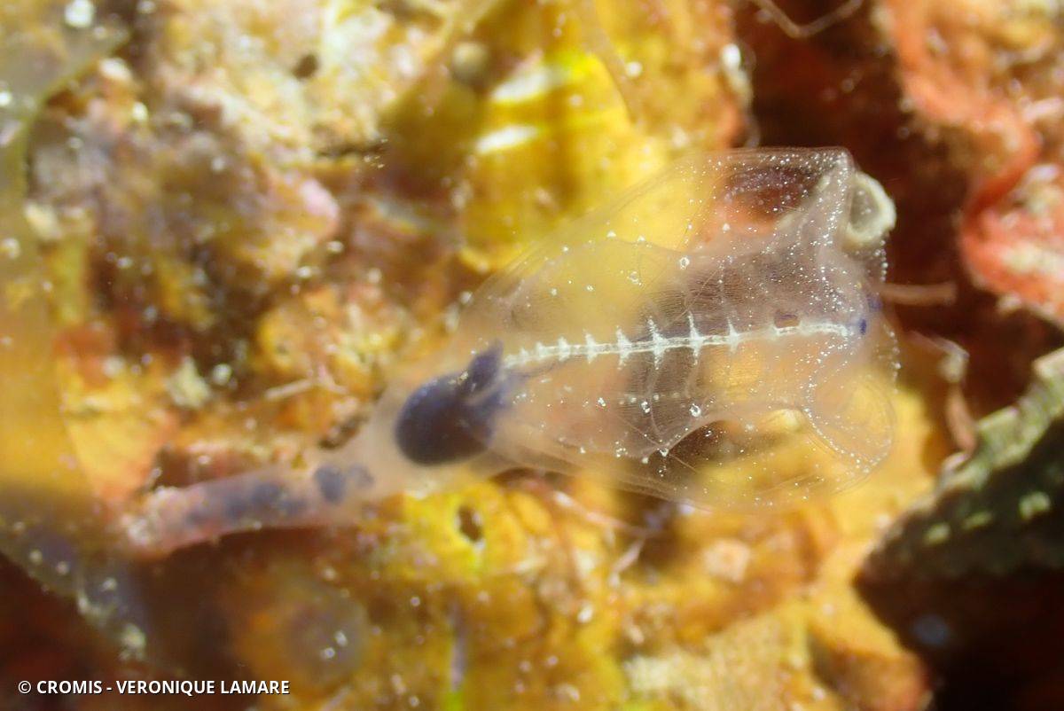 Claveline bleutée de Méditerranée