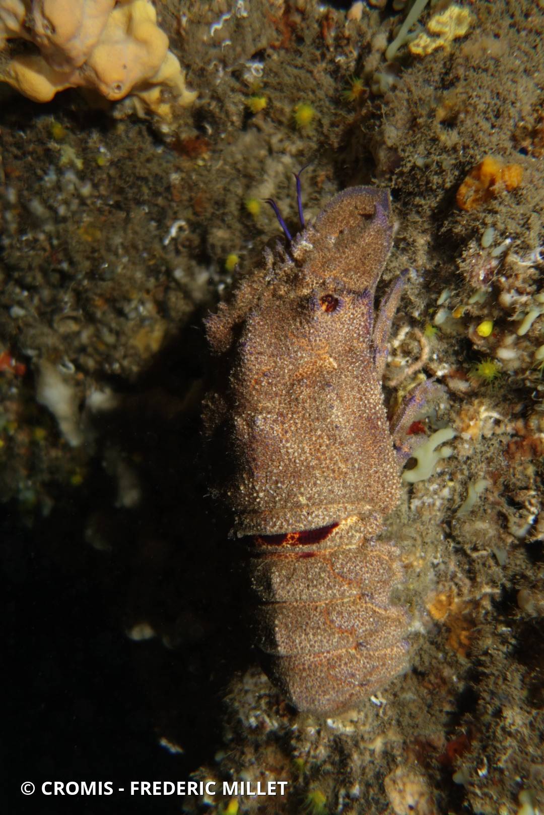 Grande cigale de mer