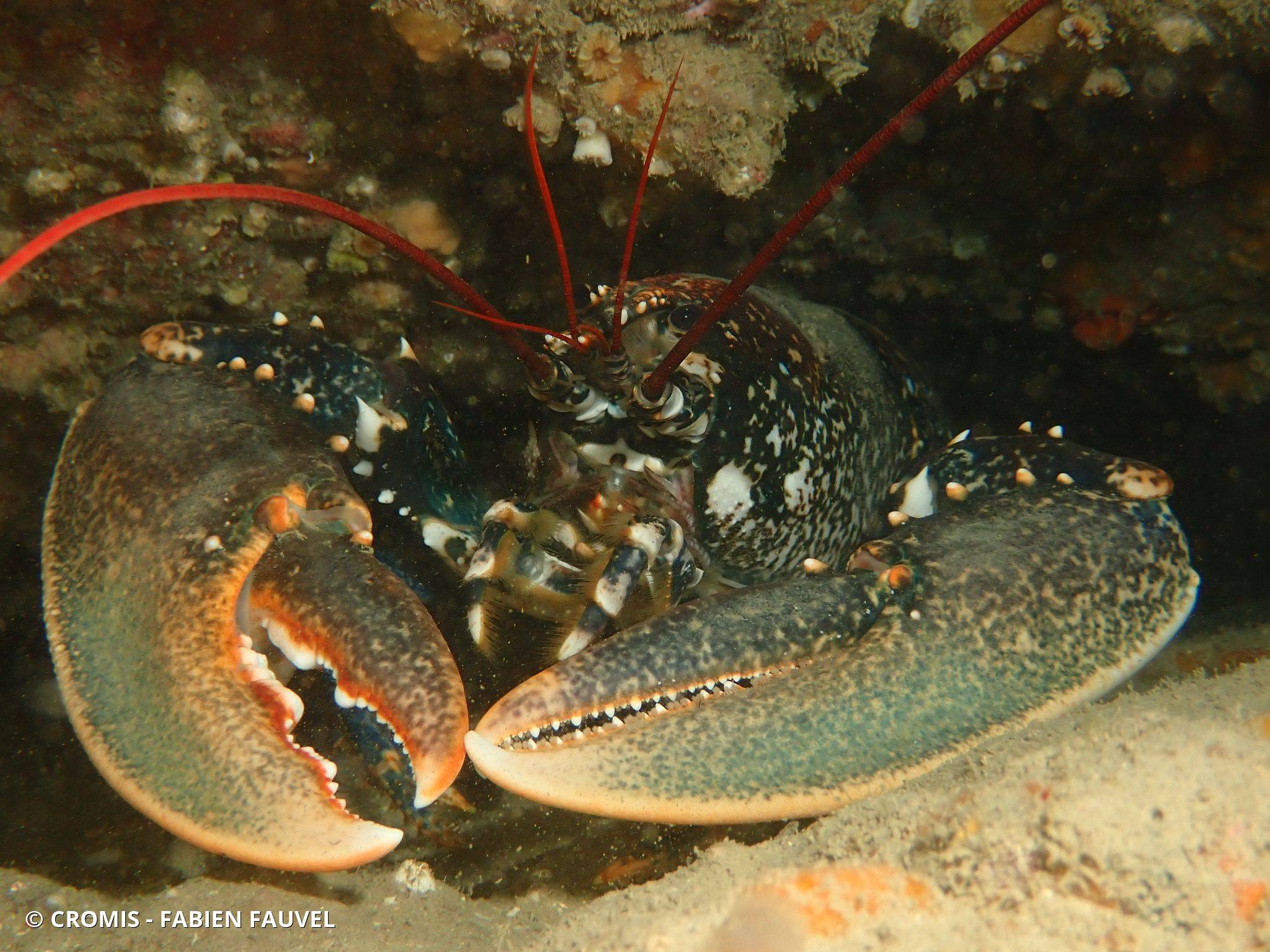 Homard européen