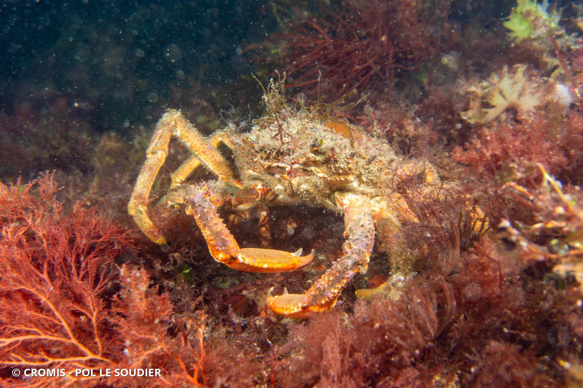 Araignée de mer Atlantique