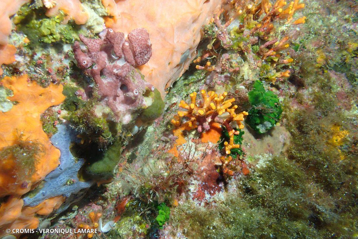 Faux corail
