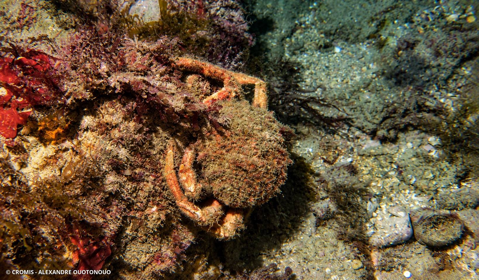 Araignée de mer Atlantique