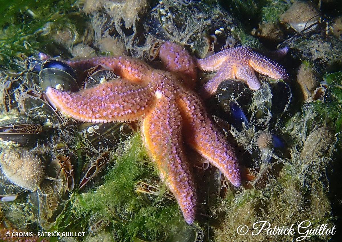 Étoile de mer commune