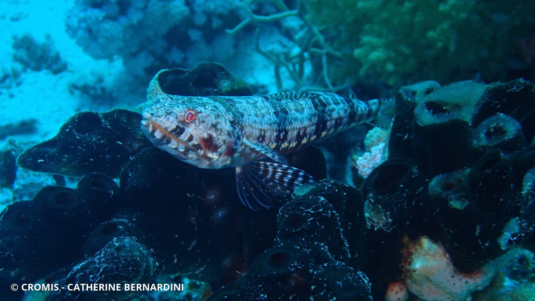 Poisson-lézard de sable