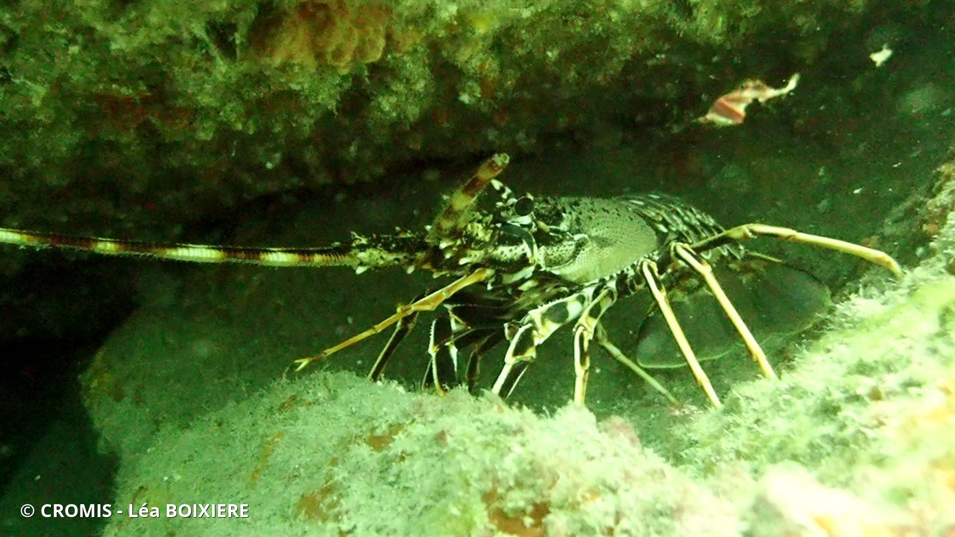 Langouste rouge