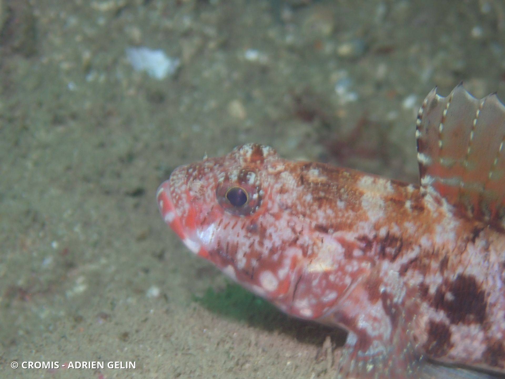 Gobie à bouche rouge