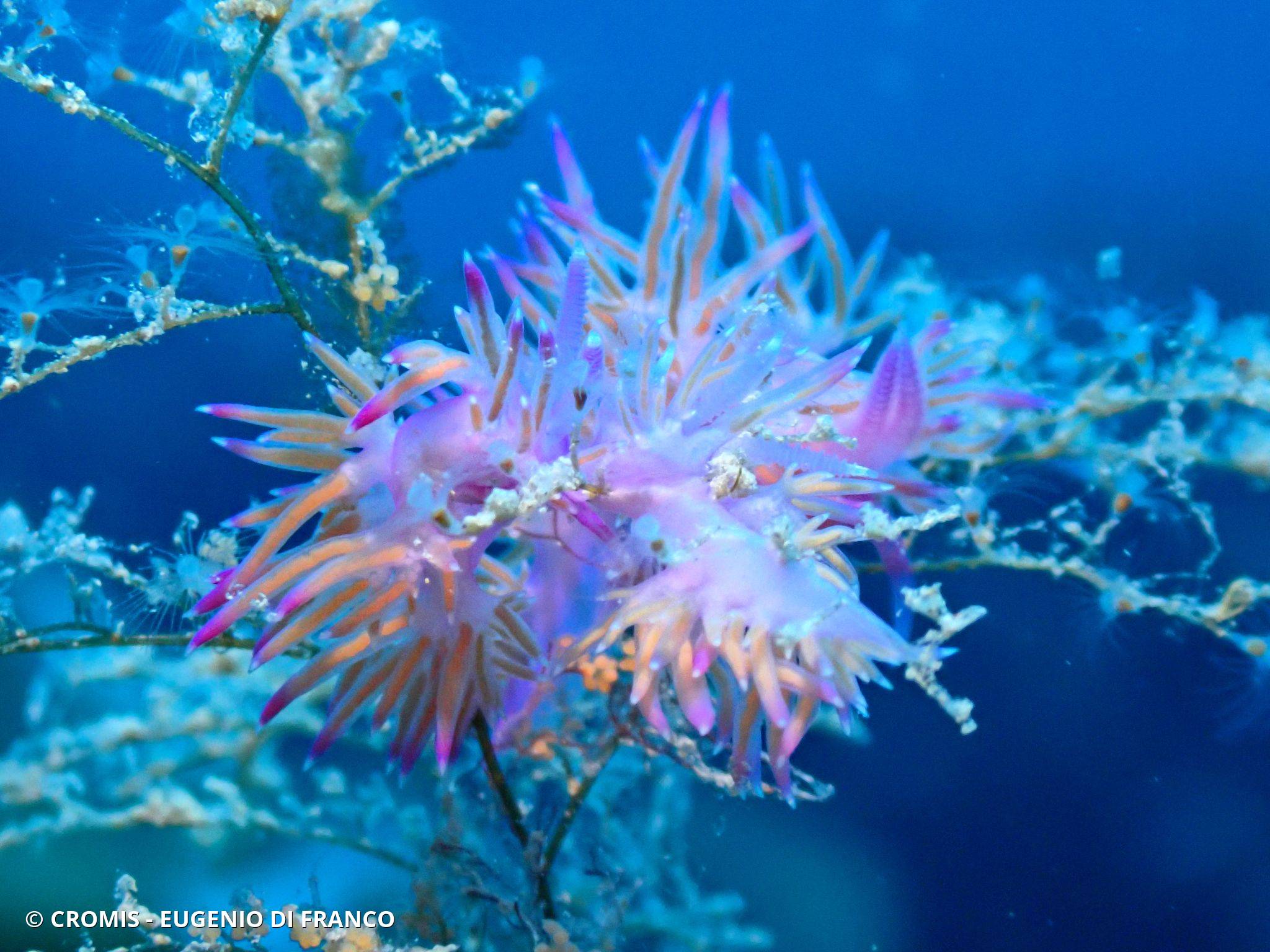 Photo 9 sur 211 : Flabelline mauve