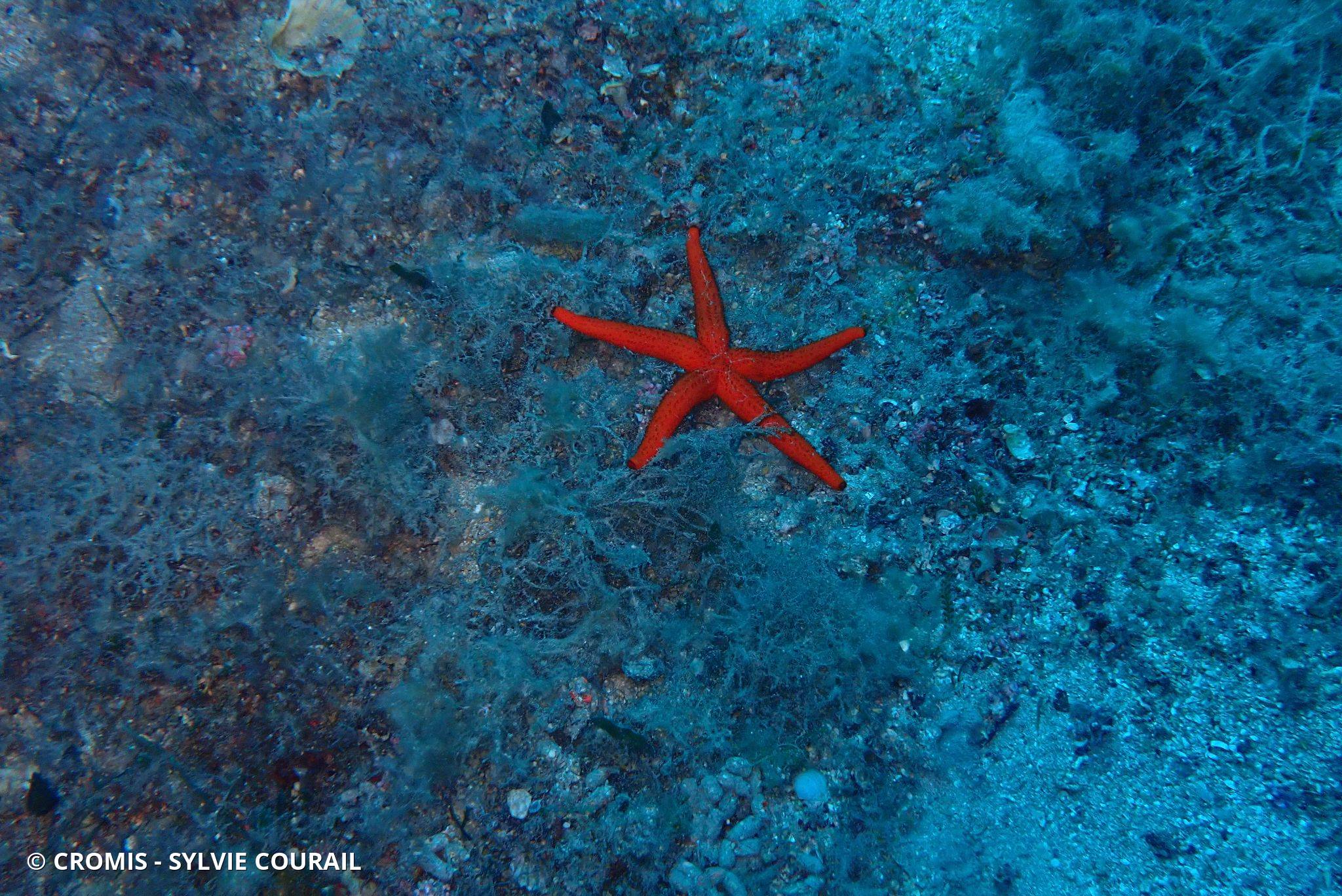 Etoile de mer rouge